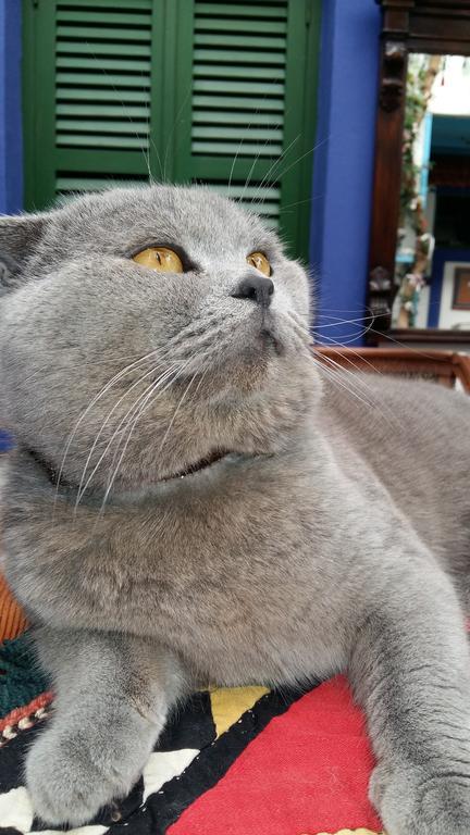 Cemil ıpekçi Boutique Séjour chez l'habitant